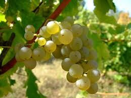 015 – La Albalonga es una uva blanca aromática procedente de...  (A) = Alemania  (B) = España  (C) = Francia