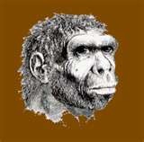 06 - Hace 750 mil años, habita el Pitecántropo (hombre-mono), mide ya 1.65 centímetros y su volumen cerebral es de 950 centímetros cúbicos.