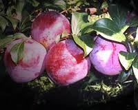 021 – La Pruina en las uvas se encuentra en...  (A) = La pulpa  (B) = El hollejo  (C) = Las semillas