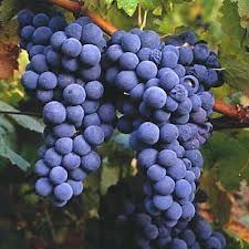 001 - Hace 65 millones de años aparece la planta vitis en la Tierra durante la era terciaria. Es el periodo  lignítico.
