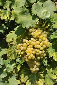027 – Con la uva Prosecco se producen vinos ligeramente...  (A) – Tanícos  (B) – Amargos  (C) – Dulces