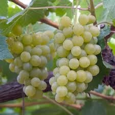 029 – La Albalonga es una cepa resultante del cruce de las variedades...  (A) – Riesling y Sylvaner  (B) – Chardonnay y Pinot Blanc  (C) – Merlot y Malbec